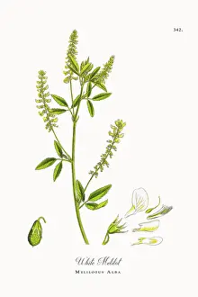 Beautifully Restored, Antique Engraved and Hand-Colored Victorian Botanical Illustration, 1863