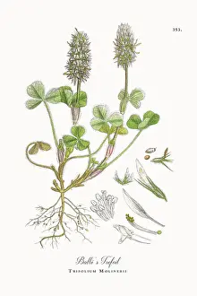 Beautifully Restored, Antique Engraved and Hand-Colored Victorian Botanical Illustration, 1863