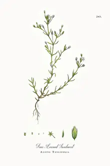 Beautifully Restored, Antique Engraved and Hand-Colored Victorian Botanical Illustration, 1863