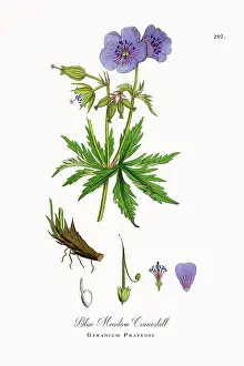 Beautifully Restored, Antique Engraved and Hand-Colored Victorian Botanical Illustration, 1863