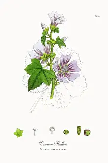 Beautifully Restored, Antique Engraved and Hand-Colored Victorian Botanical Illustration, 1863