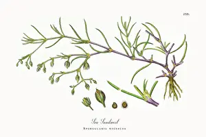 Beautifully Restored, Antique Engraved and Hand-Colored Victorian Botanical Illustration, 1863