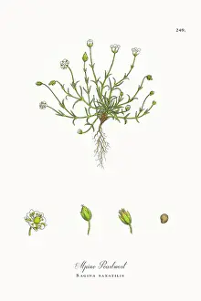 Beautifully Restored, Antique Engraved and Hand-Colored Victorian Botanical Illustration, 1863