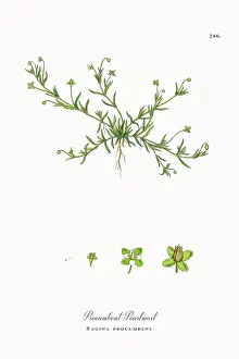 Beautifully Restored, Antique Engraved and Hand-Colored Victorian Botanical Illustration, 1863