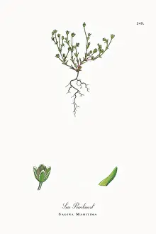 Beautifully Restored, Antique Engraved and Hand-Colored Victorian Botanical Illustration, 1863