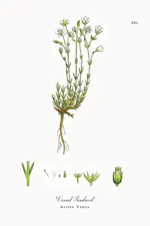 Beautifully Restored, Antique Engraved and Hand-Colored Victorian Botanical Illustration, 1863