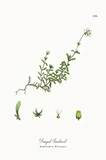 Beautifully Restored, Antique Engraved and Hand-Colored Victorian Botanical Illustration, 1863