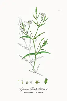 Beautifully Restored, Antique Engraved and Hand-Colored Victorian Botanical Illustration, 1863