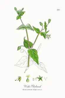 Beautifully Restored, Antique Engraved and Hand-Colored Victorian Botanical Illustration, 1863