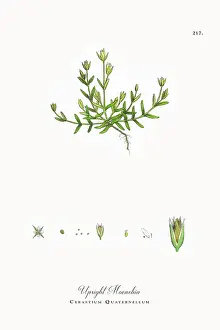 Beautifully Restored, Antique Engraved and Hand-Colored Victorian Botanical Illustration, 1863