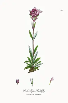 Beautifully Restored, Antique Engraved and Hand-Colored Victorian Botanical Illustration, 1863