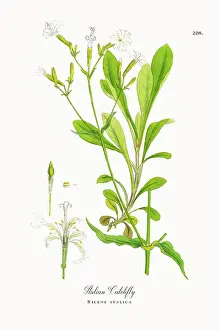 Beautifully Restored, Antique Engraved and Hand-Colored Victorian Botanical Illustration, 1863