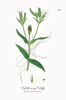Beautifully Restored, Antique Engraved and Hand-Colored Victorian Botanical Illustration, 1863