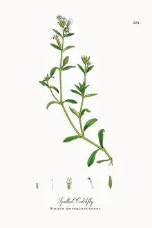 Beautifully Restored, Antique Engraved and Hand-Colored Victorian Botanical Illustration, 1863