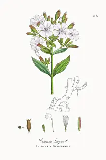 Beautifully Restored, Antique Engraved and Hand-Colored Victorian Botanical Illustration, 1863