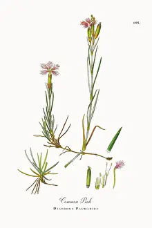 Beautifully Restored, Antique Engraved and Hand-Colored Victorian Botanical Illustration, 1863