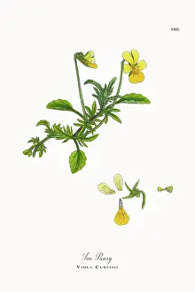 Beautifully Restored, Antique Engraved and Hand-Colored Victorian Botanical Illustration, 1863