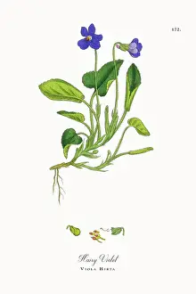 Beautifully Restored, Antique Engraved and Hand-Colored Victorian Botanical Illustration, 1863