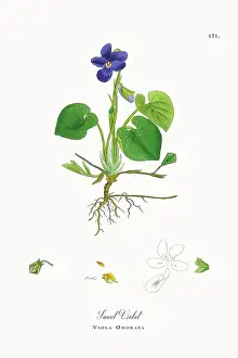 Beautifully Restored, Antique Engraved and Hand-Colored Victorian Botanical Illustration, 1863