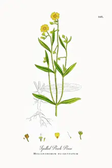 Beautifully Restored, Antique Engraved and Hand-Colored Victorian Botanical Illustration, 1863