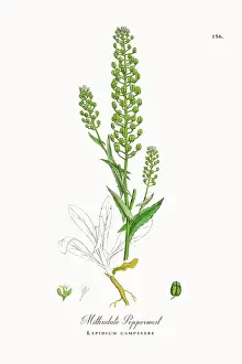 Beautifully Restored, Antique Engraved and Hand-Colored Victorian Botanical Illustration, 1863