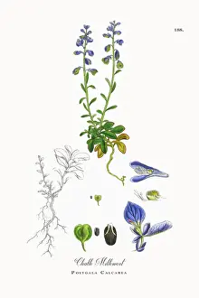 Beautifully Restored, Antique Engraved and Hand-Colored Victorian Botanical Illustration, 1863