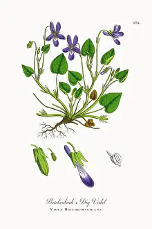 Beautifully Restored, Antique Engraved and Hand-Colored Victorian Botanical Illustration, 1863
