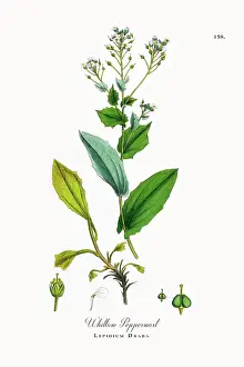 Beautifully Restored, Antique Engraved and Hand-Colored Victorian Botanical Illustration, 1863