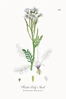 Beautifully Restored, Antique Engraved and Hand-Colored Victorian Botanical Illustration, 1863