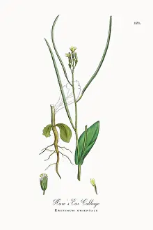 Beautifully Restored, Antique Engraved and Hand-Colored Victorian Botanical Illustration, 1863