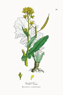 Beautifully Restored, Antique Engraved and Hand-Colored Victorian Botanical Illustration, 1863