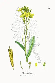 Beautifully Restored, Antique Engraved and Hand-Colored Victorian Botanical Illustration, 1863