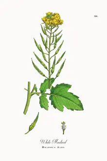 Beautifully Restored, Antique Engraved and Hand-Colored Victorian Botanical Illustration, 1863
