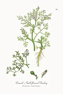 Beautifully Restored, Antique Engraved and Hand-Colored Victorian Botanical Illustration, 1863
