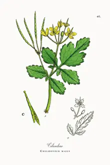 Beautifully Restored, Antique Engraved and Hand-Colored Victorian Botanical Illustration, 1863