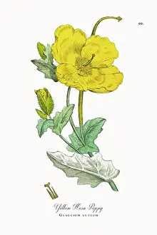 Beautifully Restored, Antique Engraved and Hand-Colored Victorian Botanical Illustration, 1863