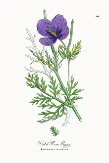 Beautifully Restored, Antique Engraved and Hand-Colored Victorian Botanical Illustration, 1863