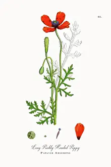Beautifully Restored, Antique Engraved and Hand-Colored Victorian Botanical Illustration, 1863
