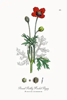 Beautifully Restored, Antique Engraved and Hand-Colored Victorian Botanical Illustration, 1863