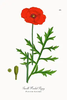 Beautifully Restored, Antique Engraved and Hand-Colored Victorian Botanical Illustration, 1863