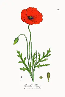 Beautifully Restored, Antique Engraved and Hand-Colored Victorian Botanical Illustration, 1863