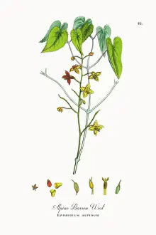Beautifully Restored, Antique Engraved and Hand-Colored Victorian Botanical Illustration, 1863