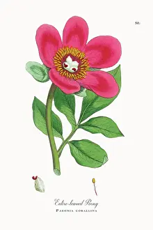 Beautifully Restored, Antique Engraved and Hand-Colored Victorian Botanical Illustration, 1863