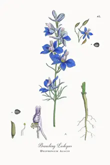 Beautifully Restored, Antique Engraved and Hand-Colored Victorian Botanical Illustration, 1863