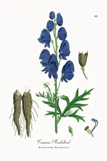 Beautifully Restored, Antique Engraved and Hand-Colored Victorian Botanical Illustration, 1863