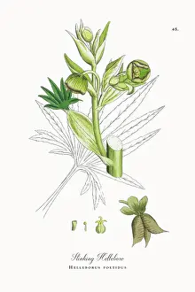 Beautifully Restored, Antique Engraved and Hand-Colored Victorian Botanical Illustration, 1863