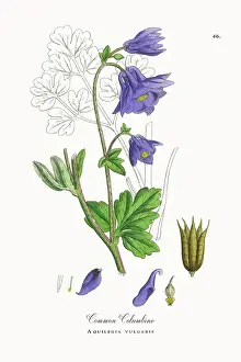 Beautifully Restored, Antique Engraved and Hand-Colored Victorian Botanical Illustration, 1863
