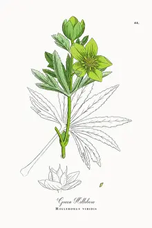 Beautifully Restored, Antique Engraved and Hand-Colored Victorian Botanical Illustration, 1863