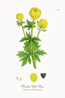 Beautifully Restored, Antique Engraved and Hand-Colored Victorian Botanical Illustration, 1863