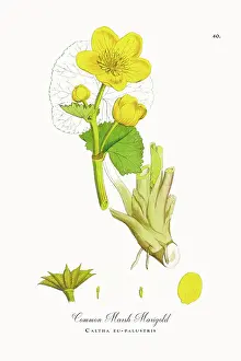 Beautifully Restored, Antique Engraved and Hand-Colored Victorian Botanical Illustration, 1863